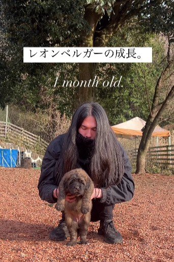 レオンベルガーのドラゴンくん