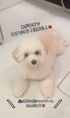 お風呂場に突撃するジジくん6