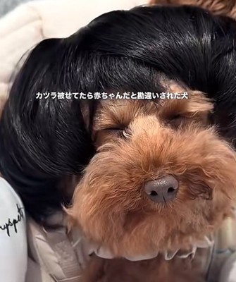 カツラを被ったワンコ3