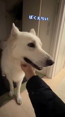 飼い主に撫でられて、笑顔になる犬