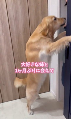 モコちゃんとお姉さんの再会2