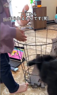 バスケットに入るアグちゃん8