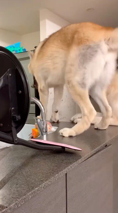 キッチン台の上に乗る犬