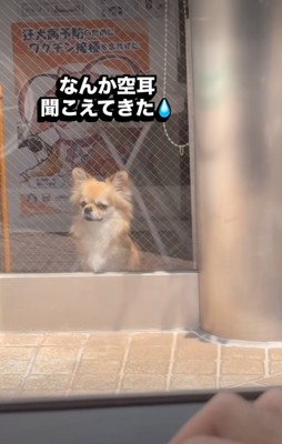 悲しそうな犬