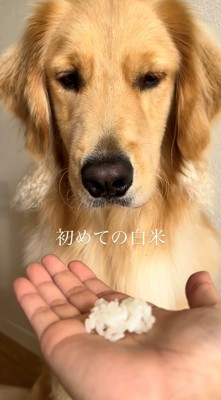 差し出された白米をじっと見つめる犬