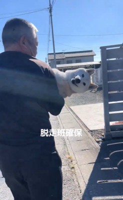 脱走後に確保された柴犬さん5