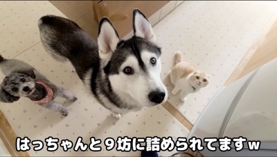 飼い主を見上げるハスキー犬、トイプードル、猫