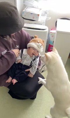 おまめちゃんと赤ちゃんの別れ2