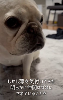犬のアップ