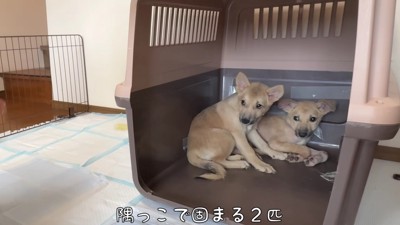 ビクビク怯えていた…