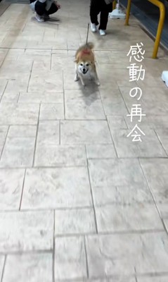 リードを引っ張る柴犬