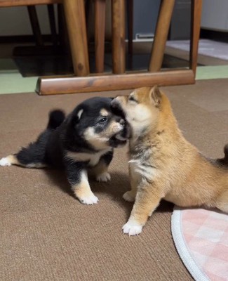 あらら！食べられちゃった