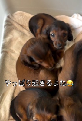 続々と起きだす子犬