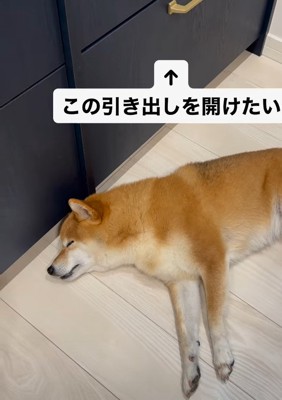 横たわる柴犬2