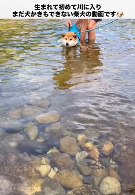 抱っこしてもらって川に入った柴犬