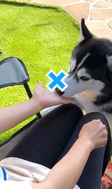 おやつ当てゲームを外すシベリアンハスキー