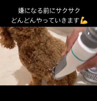 手際よく進める飼い主さん