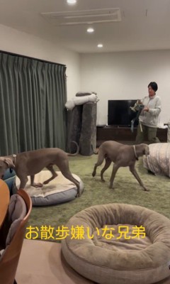 お散歩を嫌がるノアくん&ノエルくん7