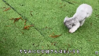 マイペースなビビちゃん