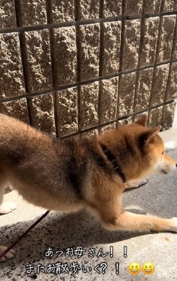 「まだお散歩行きたい!」