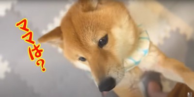 飼い主が寝込んでいて心配そうな柴犬