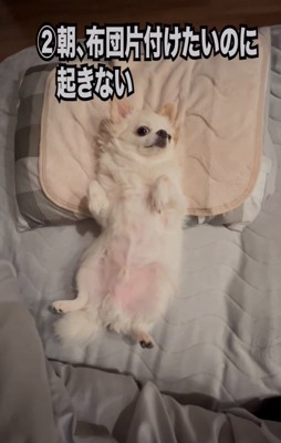 起きてくれない犬