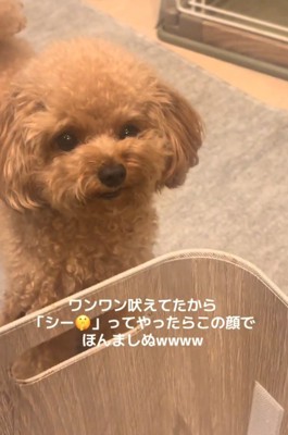 元の顔に戻る犬