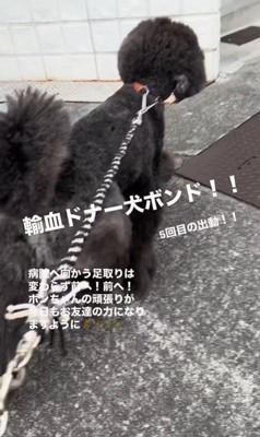 輸血ドナー犬として出動するボンドくん2