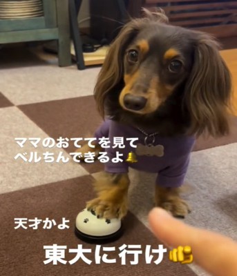 ベルを鳴らす犬2