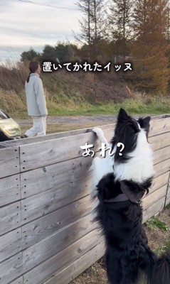 出ていく飼い主を見る中型犬