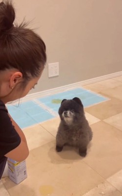 飼い主さんを見上げるみーちゃん