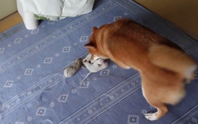 おもちゃで遊ぶ柴犬