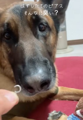 飼い主を見つめる犬