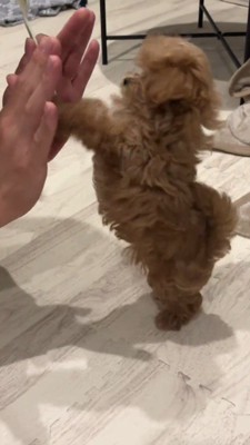 後ろ足で立ち上がった子犬