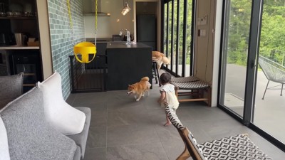 ブランコを発見!