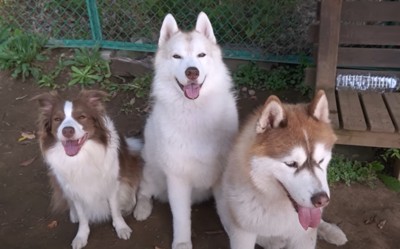 3頭の犬