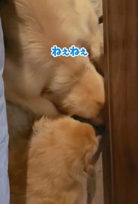 狭い場所でくっつくコロッケくん