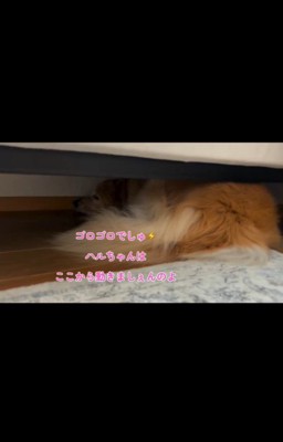 雷が怖いハルちゃん、お父さんが帰宅したら…3