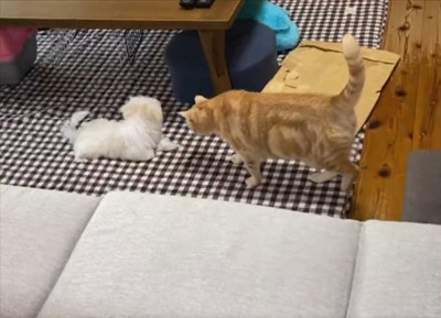 触れそうなほど