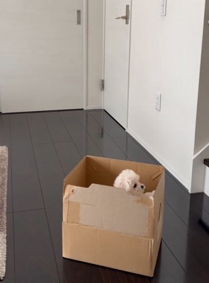 段ボールに入った子犬