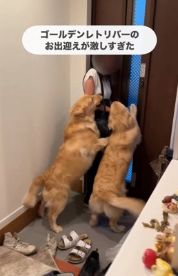 お出迎えする2頭