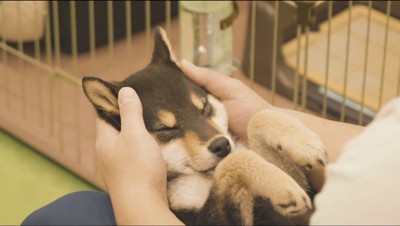 飼い主にマッサージされる犬