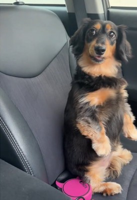 こちらを見る犬1