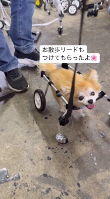 笑顔でカメラを見つめる車椅子に乗った犬