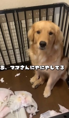 飼い主さんをまっすぐ見つめるピノくん