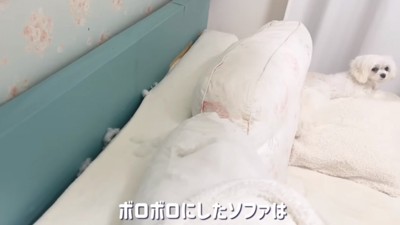 ボロボロのソファと苺ちゃん