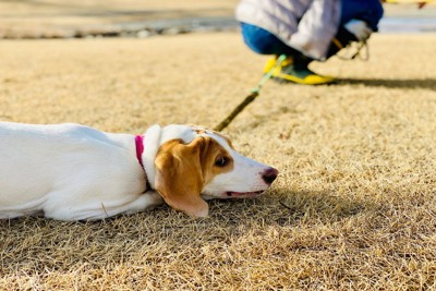 座り込んで動かない犬