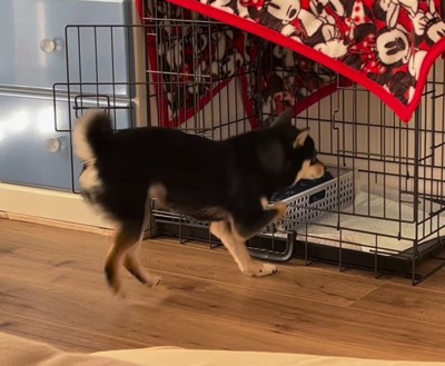 明るい部屋のケージ前で激しく足踏みをする柴犬