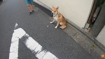 散歩中にお母さんに会った時のワンジローくん2