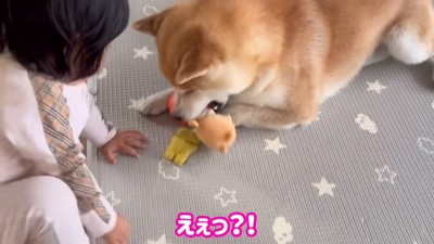 おもちゃを噛む犬を見守る女の子